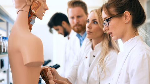 Medizinstudierende stehen vor einem anatomischen Modell