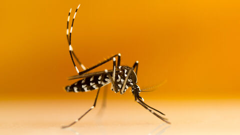 Asiatische Tigermücke